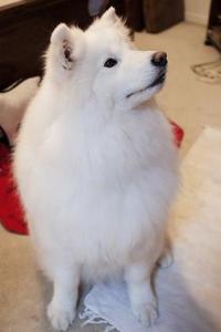 金毛为什么会吐毛，导致金毛呕吐的原因有哪些?