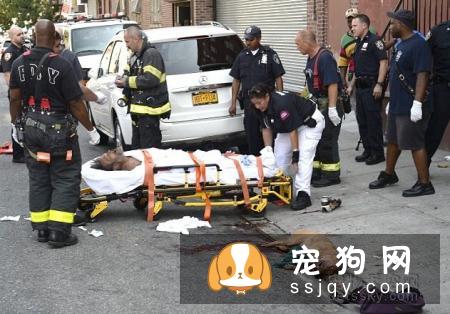 狗狗为什么喜欢打架？狗狗打架的原因是什么？