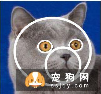 如何区分英国短毛猫和美国短毛猫？美短和英短有什么区别？