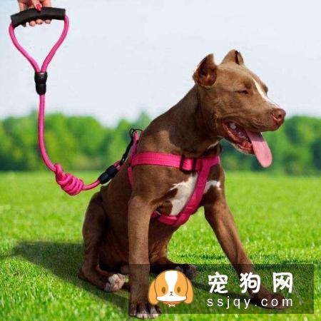 出门遛狗的时候，为什么要给它带牵引绳？