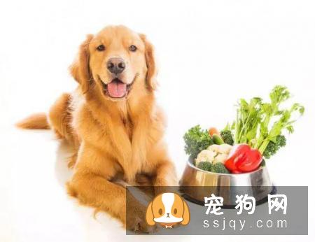 教你如何让宠物如何吃出健康
