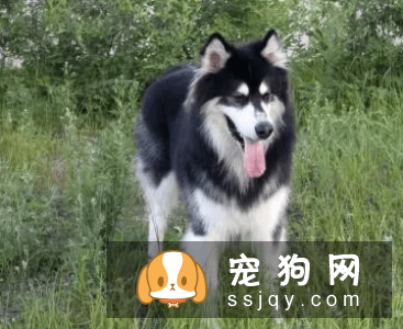 什么宠物狗养的人最多？宠物狗热度排行榜！