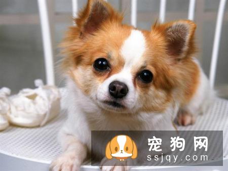 绝育和不绝育各有利弊,到底要不要给毛孩绝育呢?