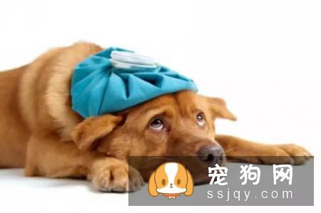 这个季节，爱宠反复腹泻怎么办？