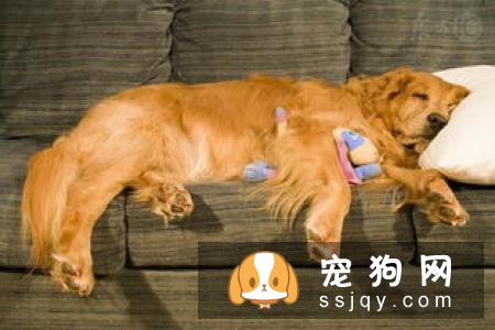 关于狗狗生理期，你应该这样做！