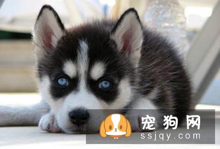 宠仔圈:四种不适合新手养的猛犬,你中枪了没!