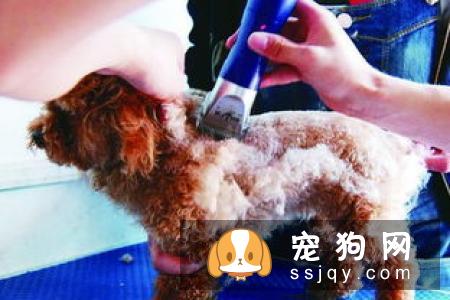 狗癣、过敏、叮咬等皮肤病,专挑皮肤防御力最低的夏季出来!