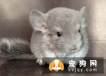 什么宠物认主，最认主的宠物排行榜