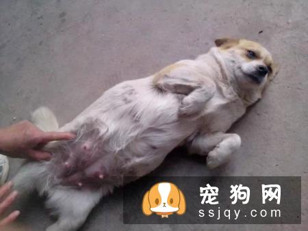 狗狗在怀孕期间应该如何照顾