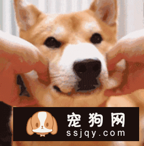 猫咪狗狗喜欢的“摸头杀”，还有一层别的意义！