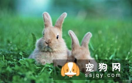 宠物的肥胖2017年6月美国连锁兽医院BanfieldHet