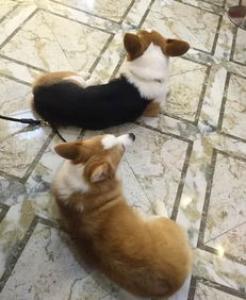 学会怎么科学喂养， 你的拉布拉多离赛级犬不远了