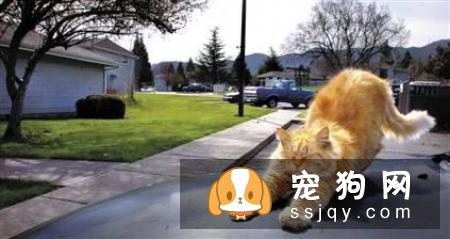 狗狗智商VS猫咪智商，究竟谁比较聪明？
