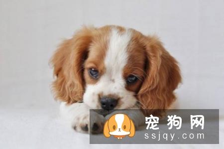 这几种狗狗传染疾病一定要警惕！