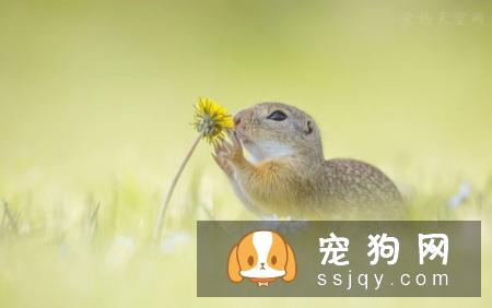 宠物市场越来越好，未来的宠物种类都有哪些？