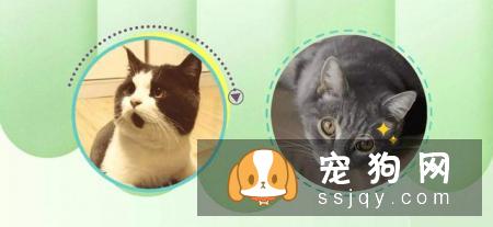 狗狗智商VS猫咪智商，究竟谁比较聪明？