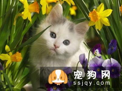 金毛为什么会吐毛，导致金毛呕吐的原因有哪些?