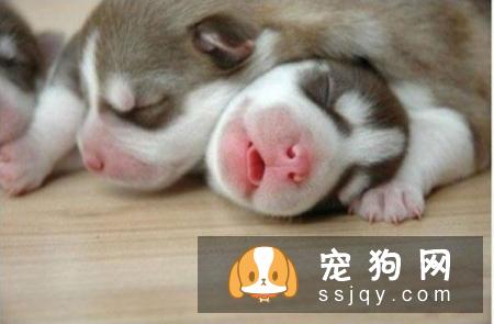 刚出生几天的小狗拉稀为什么会拉稀，应该怎么处理？