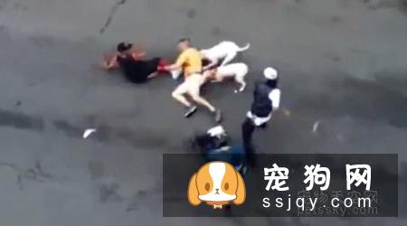 狗狗为什么喜欢打架？狗狗打架的原因是什么？