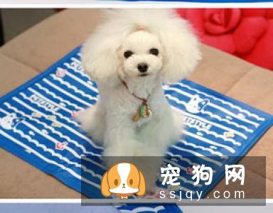 狗狗在怀孕期间应该如何照顾