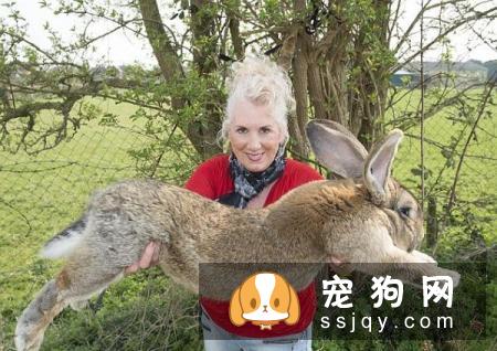 宠物市场越来越好，未来的宠物种类都有哪些？