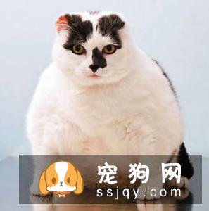 吉娃娃厌食不吃东西怎么办?