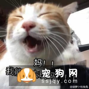 正常掉毛No季节性换毛春夏季3至11月是宠物正常换毛季