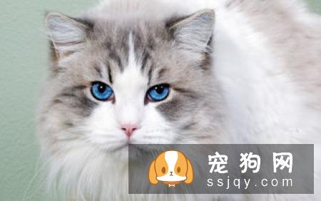 猫咪拉肚子该怎么办 为什么猫咪总是拉肚子