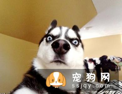 狗狗每天吃几顿才科学呢？