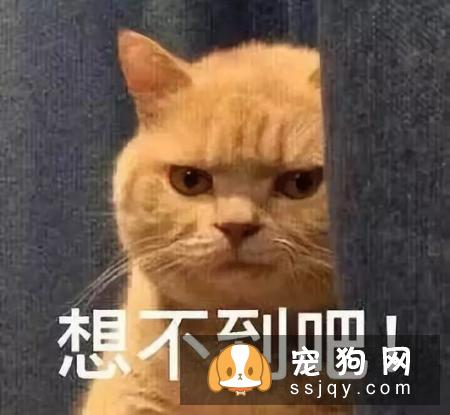 狗是由狼驯化来的,狗对主人好是因为它们本身具有奴性