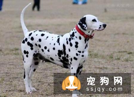 狗狗兴奋过度总是扑人，该如何纠正狗狗扑人呢？