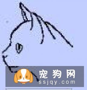 如何区分英国短毛猫和美国短毛猫？美短和英短有什么区别？
