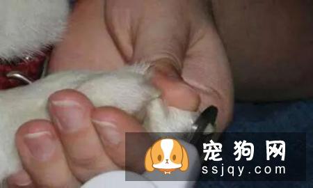狗狗需要定期修剪指甲吗？来看看狗狗剪指甲的必要性！