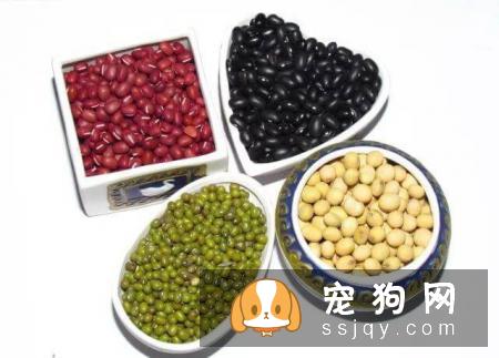 我的狗狗为什么放屁特别臭？