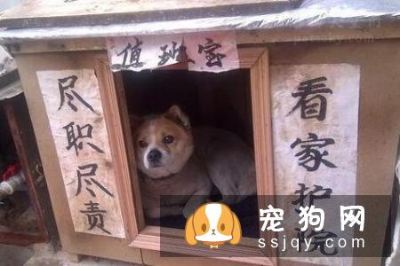 说狗的智商很高,是人类的忠诚朋友,那为什么它会咬人?