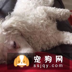 我的狗狗为什么放屁特别臭？