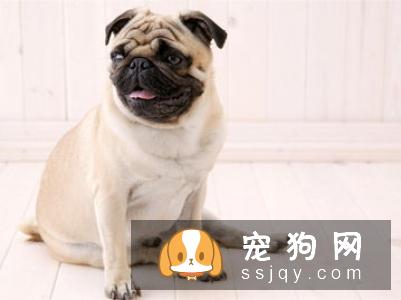 训练狗狗都应该注意哪些事项？