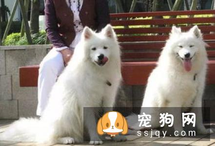 出门遛狗的时候，为什么要给它带牵引绳？