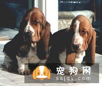 什么小型犬比较温顺好养？
