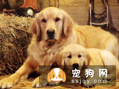 怎么判断狗狗是否便秘，应该怎么改善便秘症状？