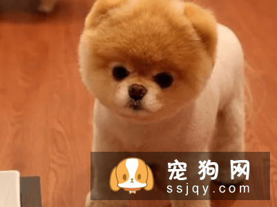 什么宠物狗养的人最多？宠物狗热度排行榜！