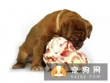 狗狗能吃骨头吗?新手家长必知的4个误区!你都知道吗?