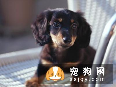 天气炎热 | 狗狗天生会游泳？