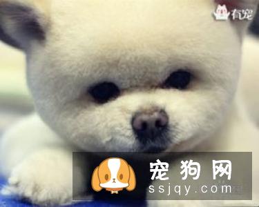 给博美做美容的时候需要注意什么