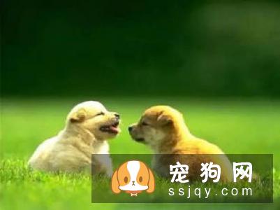 夏季警惕狗狗皮肤瘙痒，来看这些治疗方法！