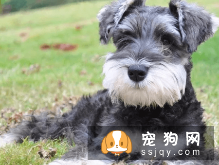 有哪些宠物比较粘人，排名前20的粘人宠物排行榜！