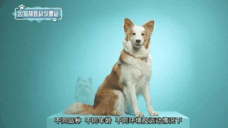 狗狗每天吃几顿才科学呢？
