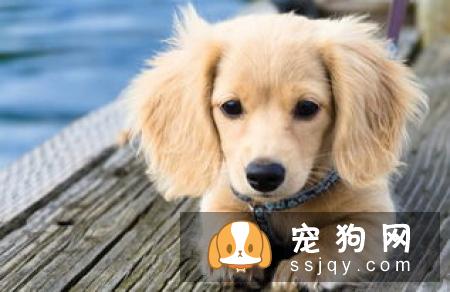 狗狗打什么疫苗？狗狗接种疫苗的年龄和流程