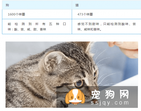 狗狗和猫咪在饮食上原来有这么多不同！