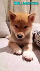 秋田犬的性格是什么样的